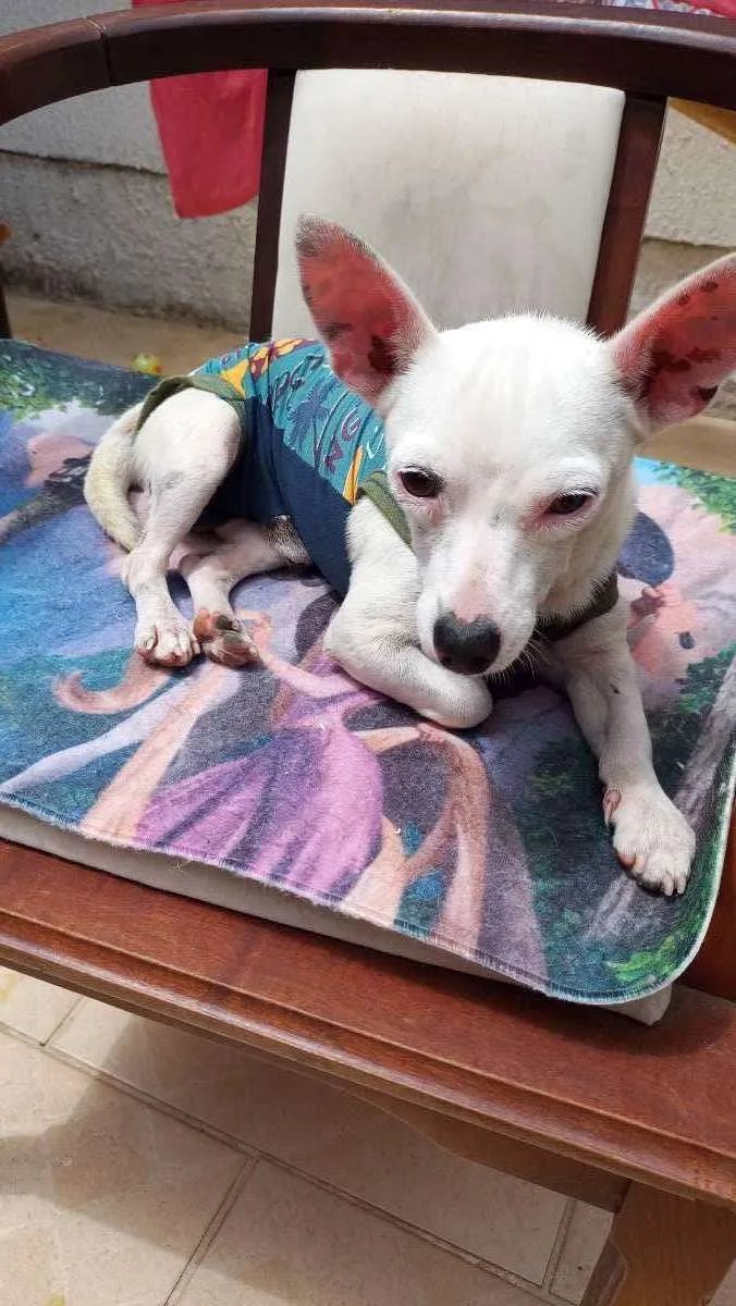 Cachorro ra a CHUHAUHA idade 2 anos nome ZEUS