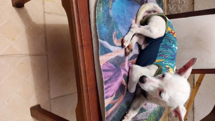 Cachorro ra a CHUHAUHA idade 2 anos nome ZEUS