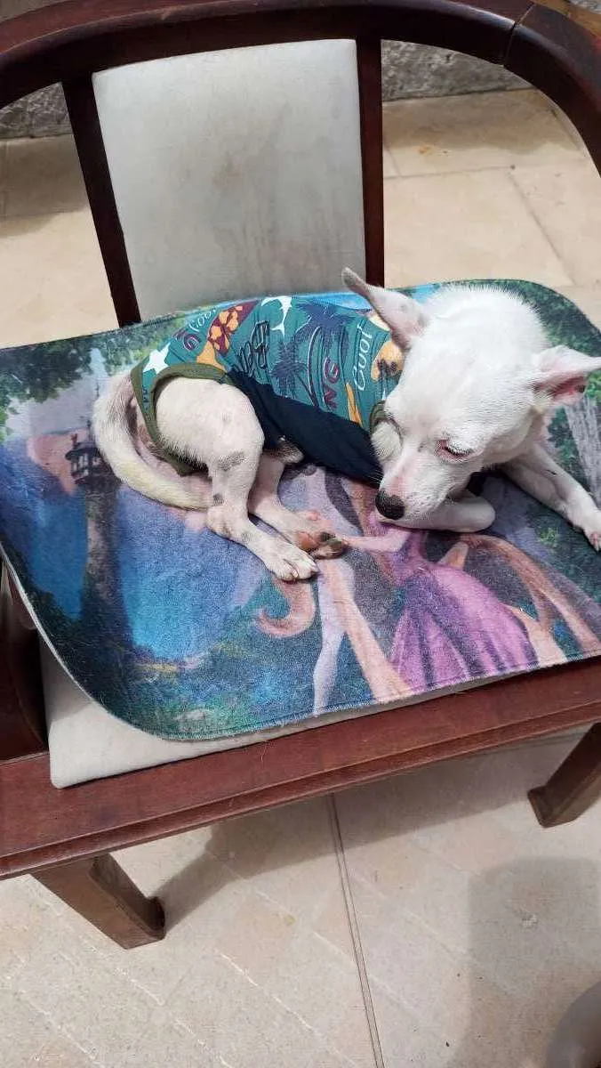 Cachorro ra a CHUHAUHA idade 2 anos nome ZEUS