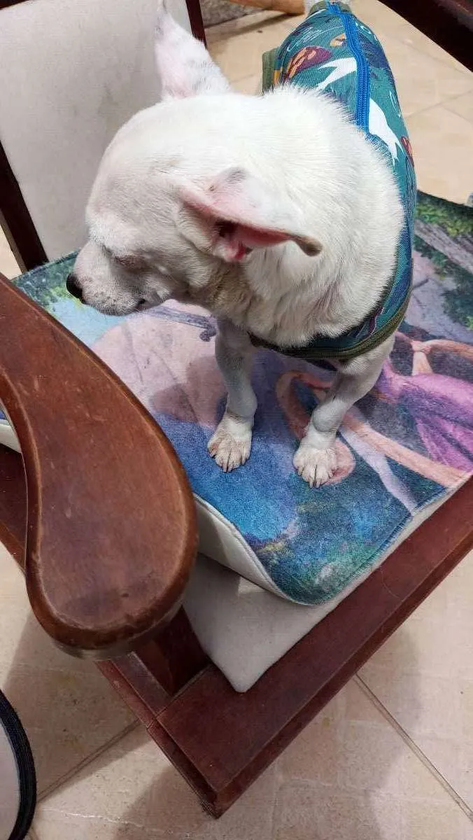 Cachorro ra a CHUHAUHA idade 2 anos nome ZEUS