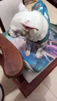 ZEUS