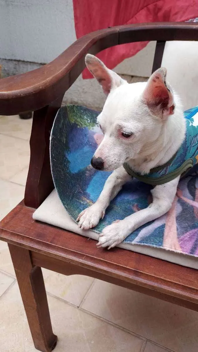 Cachorro ra a CHUHAUHA idade 2 anos nome ZEUS