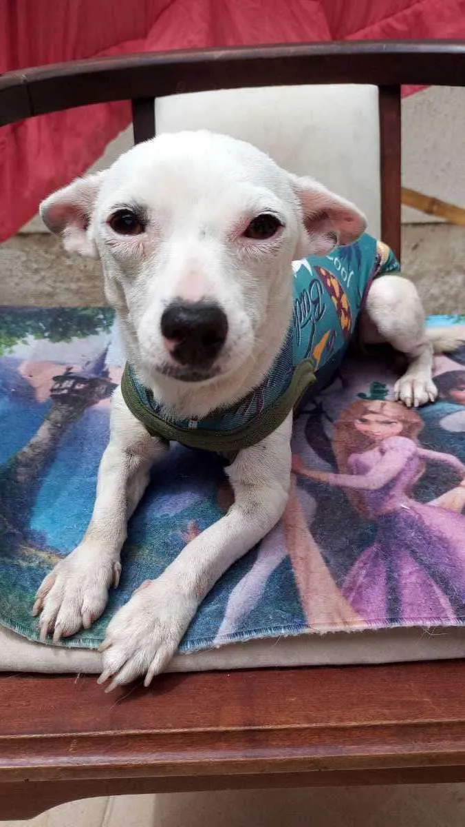 Cachorro ra a CHUHAUHA idade 2 anos nome ZEUS