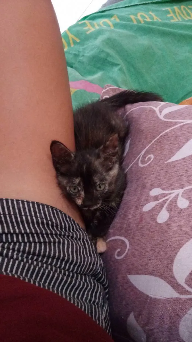 Gato ra a Siamês idade Abaixo de 2 meses nome Não possui