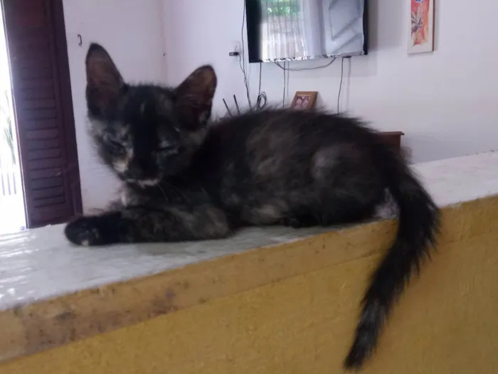 Gato ra a Siamês idade Abaixo de 2 meses nome Não possui