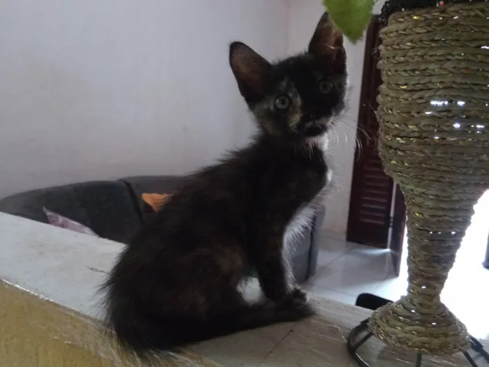 Gato ra a Siamês idade Abaixo de 2 meses nome Não possui