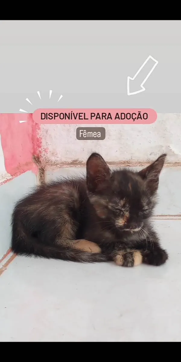 Gato ra a Siamês idade Abaixo de 2 meses nome Não possui