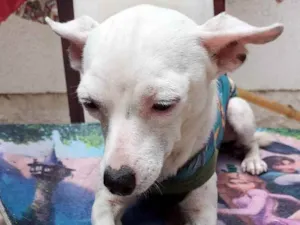 Cachorro raça CHUHAUHA idade 2 anos nome ZEUS
