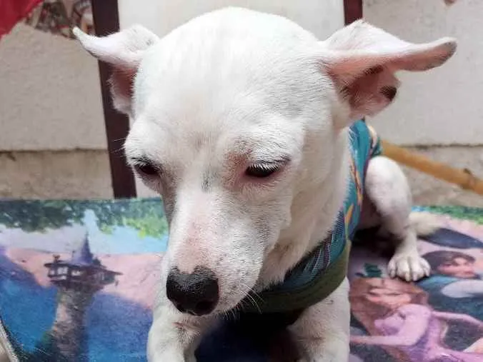 Cachorro ra a CHUHAUHA idade 2 anos nome ZEUS