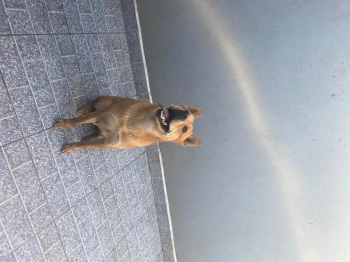 Cachorro ra a Vira Lata com chou chou  idade 1 ano nome Bob