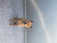 Bob