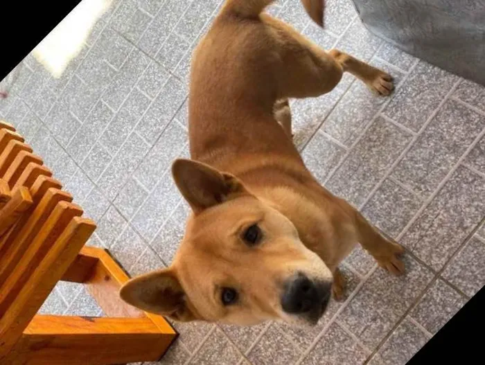 Cachorro ra a Vira Lata com chou chou  idade 1 ano nome Bob