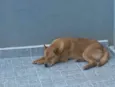 Bob