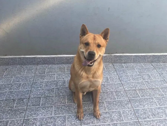 Cachorro ra a Vira Lata com chou chou  idade 1 ano nome Bob