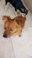 Melsinha