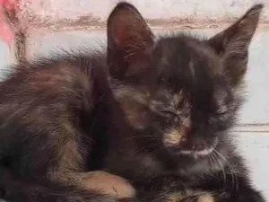 Gato raça Siamês idade Abaixo de 2 meses nome Não possui