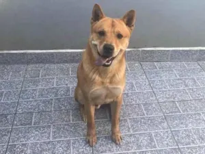 Cachorro raça Vira Lata com chou chou  idade 1 ano nome Bob