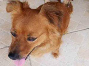 Cachorro raça Fox terrier idade  nome Melsinha