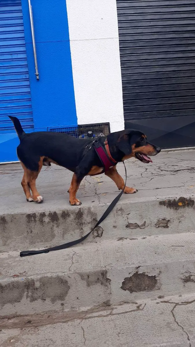 Cachorro ra a Vira-lata idade 2 anos nome Toni