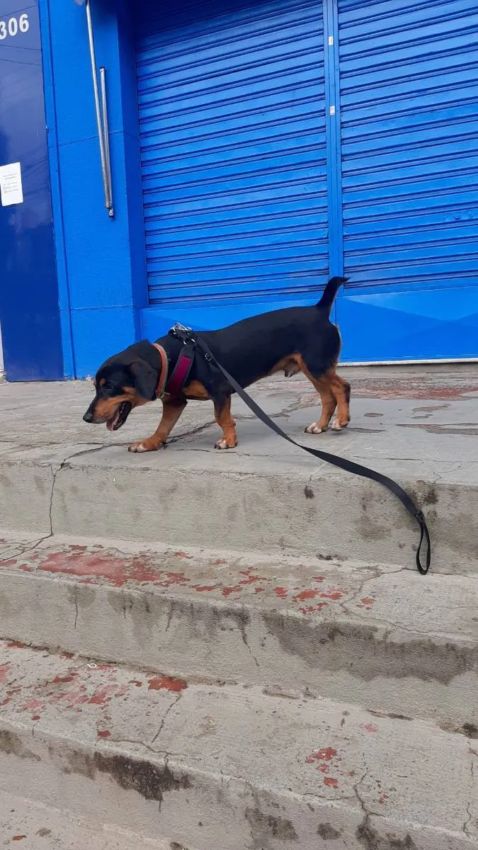 Cachorro ra a Vira-lata idade 2 anos nome Toni