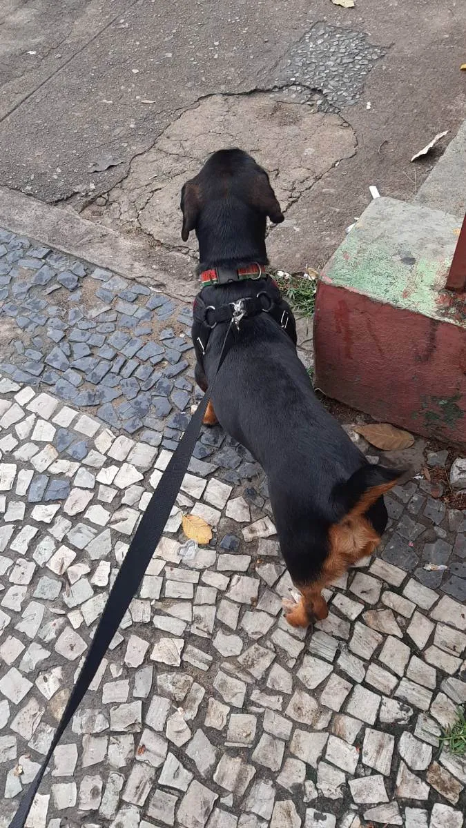 Cachorro ra a Vira-lata idade 2 anos nome Toni