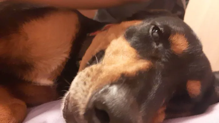 Cachorro ra a Vira-lata idade 2 anos nome Toni