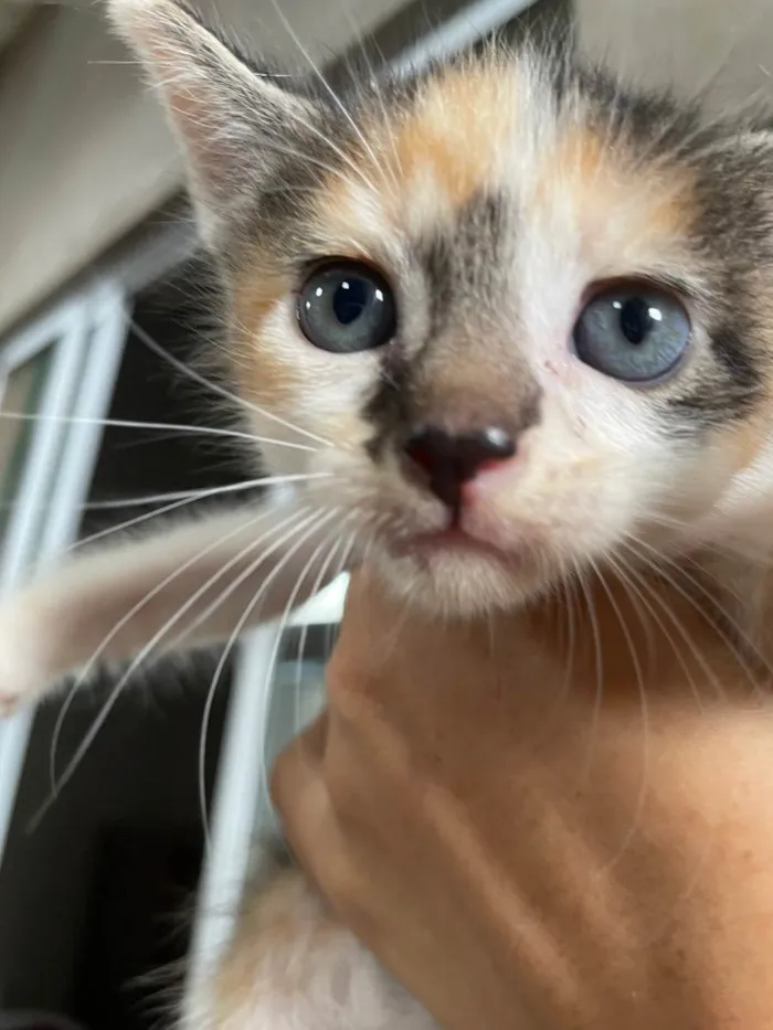 Gato raça sem raça definida  idade Abaixo de 2 meses nome nami