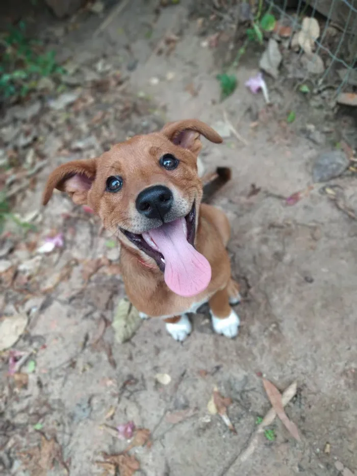 Cachorro ra a  idade 2 a 6 meses nome Buma
