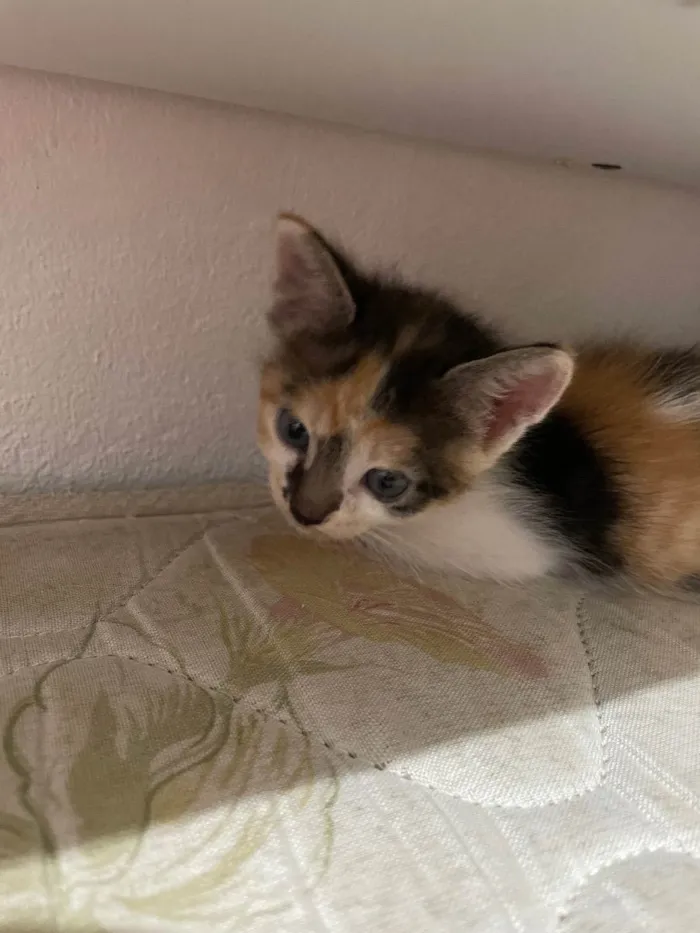 Gato raça sem raça definida  idade Abaixo de 2 meses nome nami