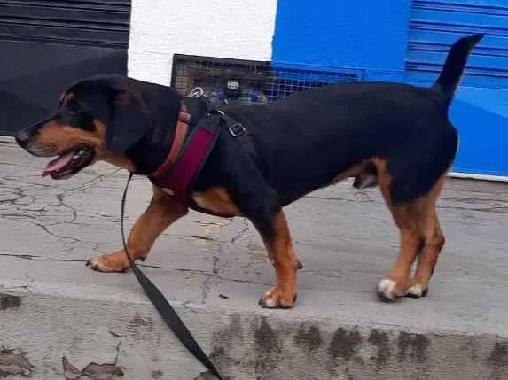 Cachorro ra a Vira-lata idade 2 anos nome Toni