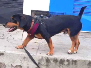 Cachorro raça Vira-lata idade 2 anos nome Toni