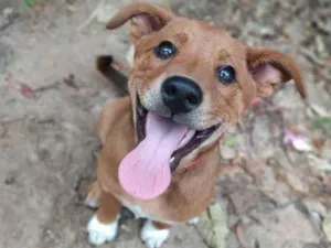 Cachorro raça  idade 2 a 6 meses nome Buma