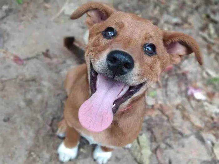 Cachorro ra a  idade 2 a 6 meses nome Buma
