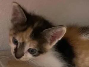 Gato raça sem raça definida  idade Abaixo de 2 meses nome nami