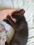 Pantera