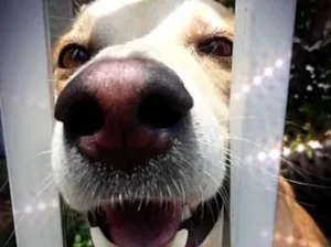 Cachorro raça Srd idade 1 ano nome Trovão 