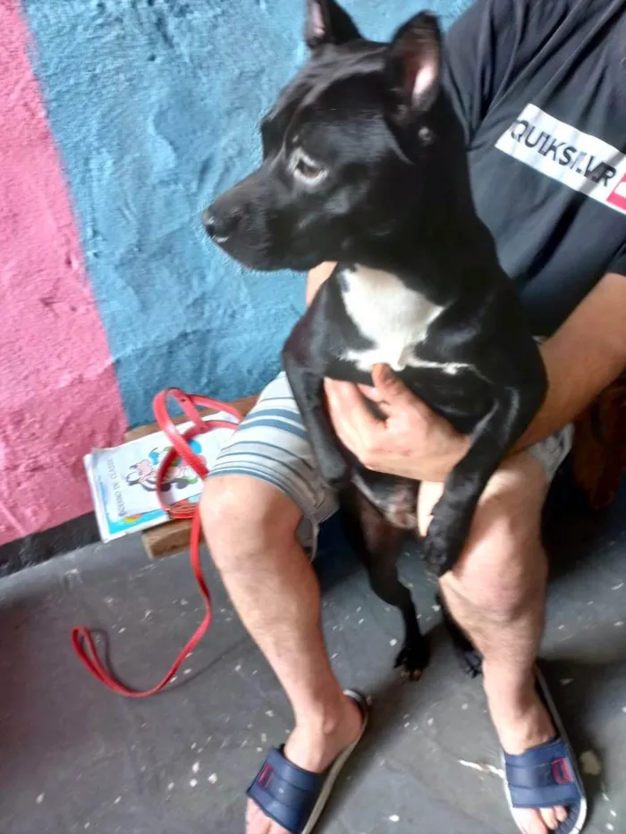 Cachorro raça Srd idade 7 a 11 meses nome Alina bb10meses 