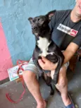 Cachorro raça Srd idade 7 a 11 meses nome Alina bb10meses 