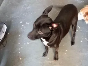 Cachorro raça Srd idade 7 a 11 meses nome Alina bb10meses 