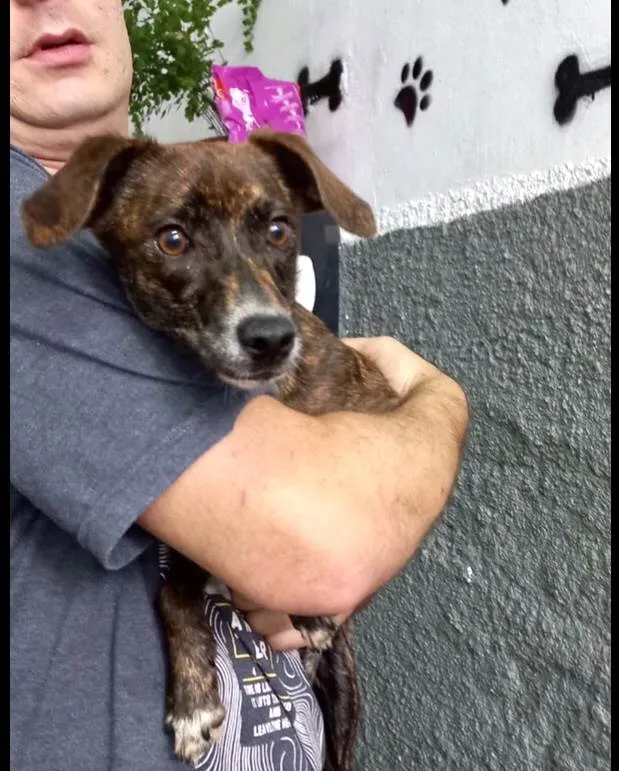 Cachorro raça Pinscher mix srd idade 7 a 11 meses nome Molly porteP linda