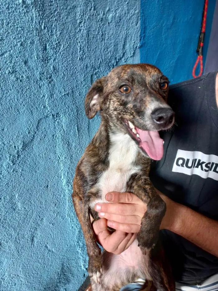 Cachorro raça Pinscher mix srd idade 7 a 11 meses nome Molly porteP linda