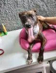 Cachorro raça Pinscher mix srd idade 7 a 11 meses nome Molly porteP linda