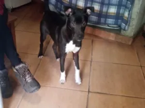 Cachorro raça Srd idade 7 a 11 meses nome Leo bb9meses 