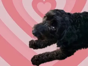 Cachorro raça Poodle  idade 1 ano nome Bob Poodle 