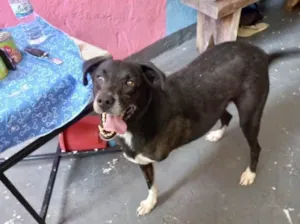 Cachorro raça Srd idade 1 ano nome Billy super amigo