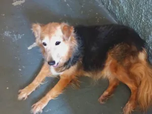 Cachorro raça Srd idade 3 anos nome Meg belíssima 