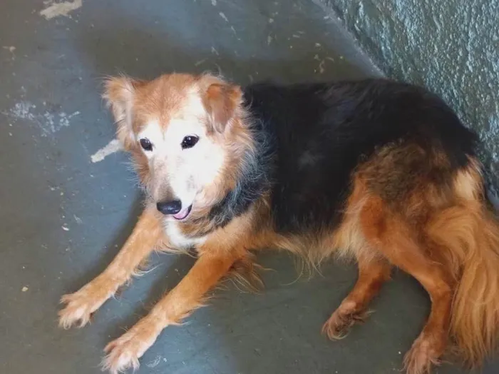 Cachorro raça Srd idade 3 anos nome Meg belíssima 