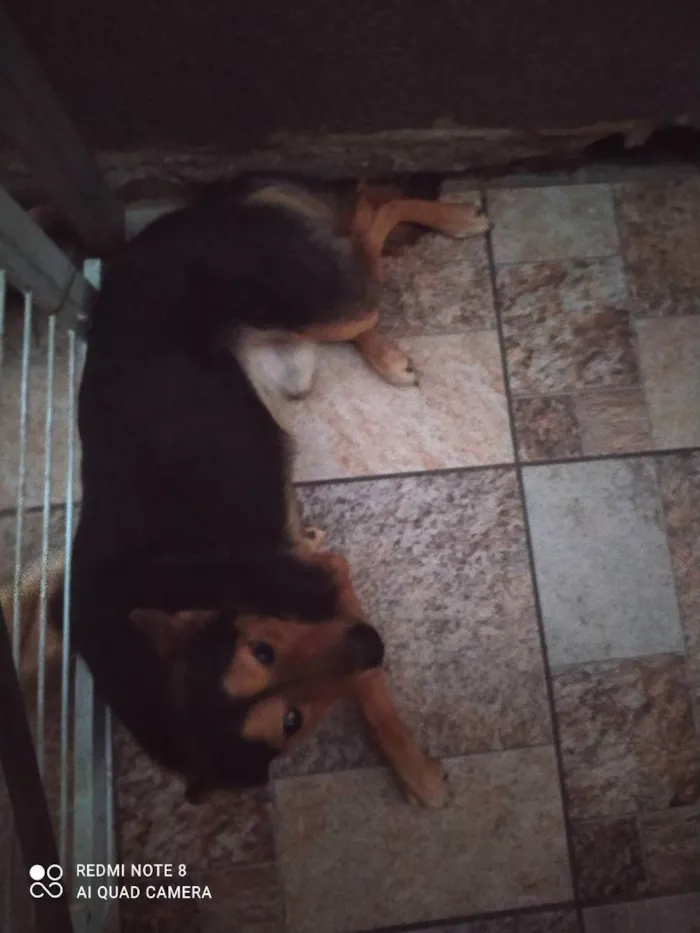 Cachorro ra a Vira lata  idade 2 anos nome Bily