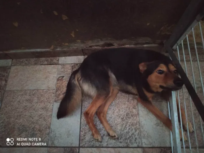 Cachorro ra a Vira lata  idade 2 anos nome Bily