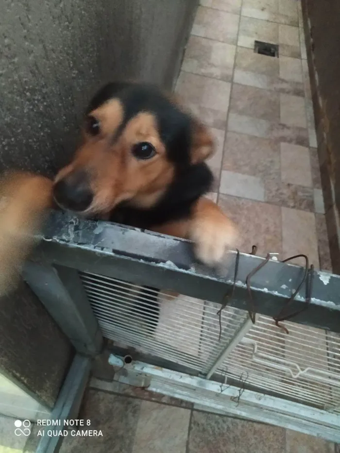 Cachorro ra a Vira lata  idade 2 anos nome Bily